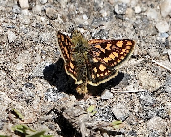 chequered skipper